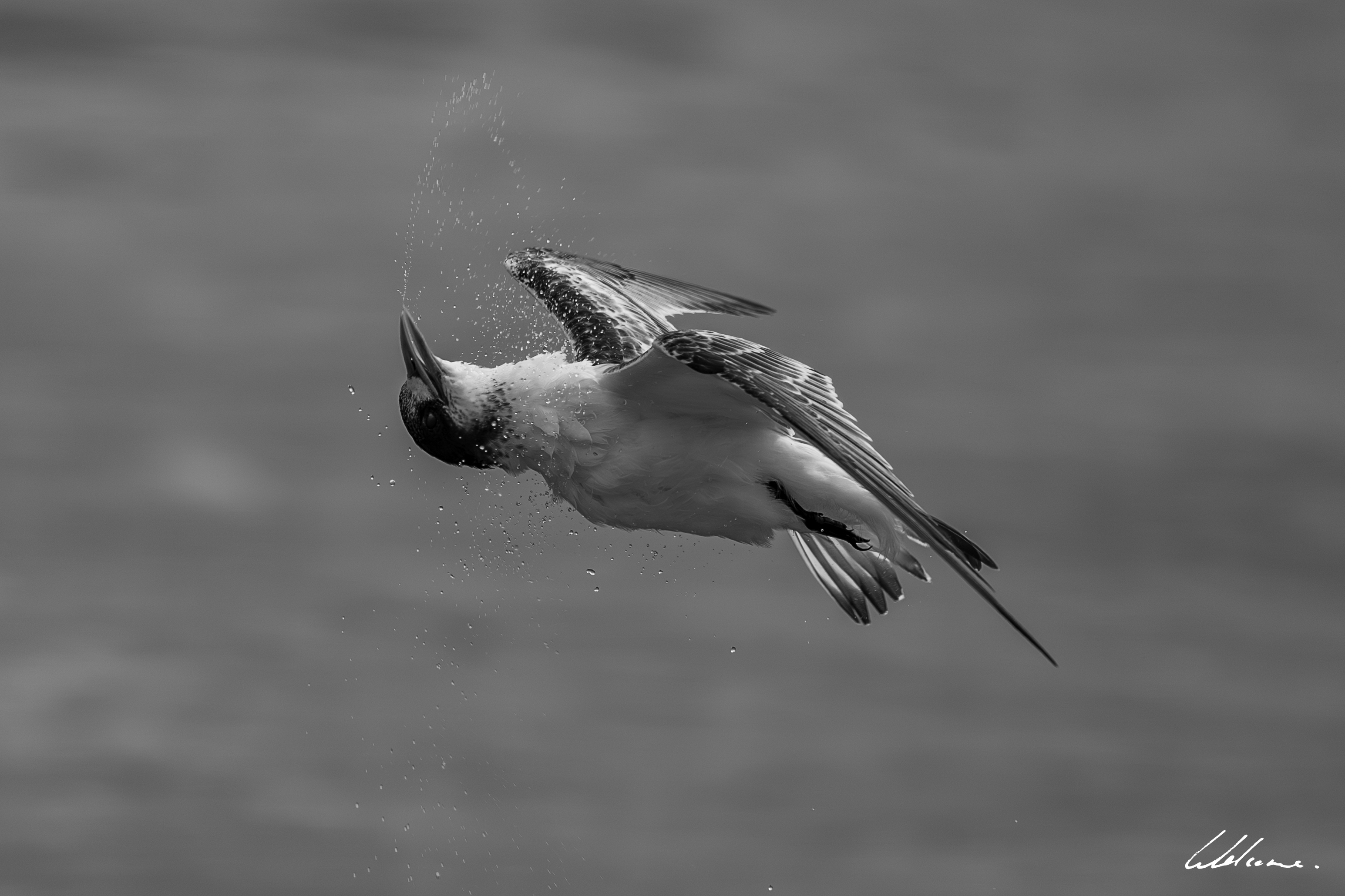 Sony 400 GM F2.8 Review for Birds
