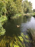 Photo 5 of River Nene near whiston lock