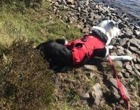 Photo 5 of Loch Boltachan