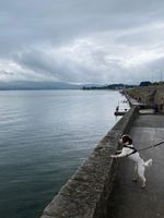 Photo 3 of Rostrevor Sea Swim