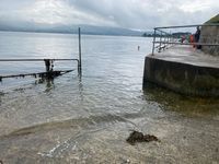 Photo 4 of Rostrevor Sea Swim
