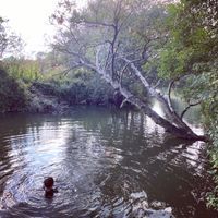 Photo 4 of Farleigh and District Swimming Club