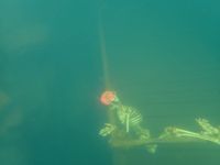 Photo 3 of Dosthill quarry