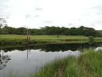 Photo 2 of River Cree
