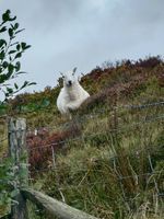 Lots of sheep so not dog friendly 