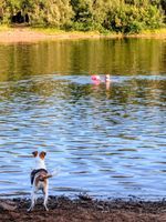 12/08/25 🏊🏼💙💚🐕