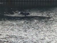 Photo 4 of Hampstead Heath (Mixed Pond)