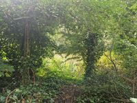 Photo 5 of Hampstead Heath (Mixed Pond)