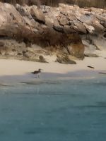 Photo 5 of Al ‪Diymaniyat Islands