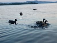 Ducks in the morning 