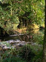 The rope swing is by a deep area 