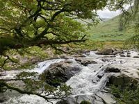 Photo 3 of Black Moss Pott