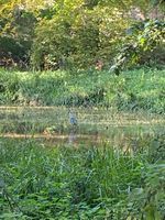 Photo 5 of Minster Lovell Hall