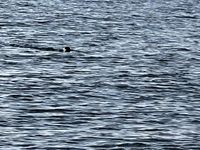 Photo 4 of Bellevue badebro