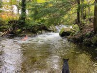 Photo 2 of Forest Garden Mountain Pools