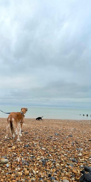 Eastbourne - Beach Deck