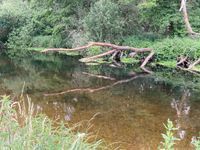 Photo 3 of Santon Downham, Little Ouse