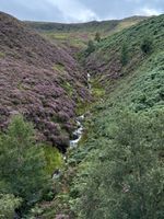 One of many creeks flowing from the hills.