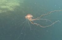 Photo 4 of Whitesands Beach