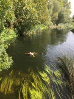 River Nene near whiston lock