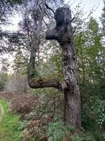 Photo 5 of Hindhope Linn