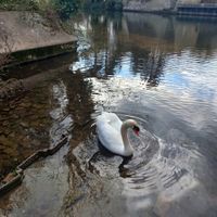 Photo 2 of Brandon Little Ouse Bridge