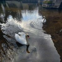 Photo 5 of Brandon Little Ouse Bridge