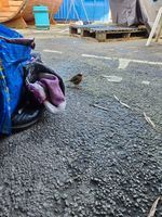 Photo 5 of Colwick Country Park (West Lake)