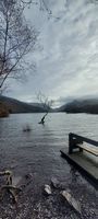 Photo 2 of Llyn Padarn, Lone Tree
