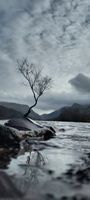 Photo 3 of Llyn Padarn, Lone Tree