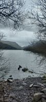 Photo 5 of Llyn Padarn, Lone Tree