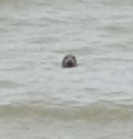 Photo 4 of Pevensey Bay