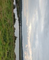 'Carolines' at RSPB St Aidan's (Bowers Lake)