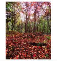 Photo 4 of Simpsons Pool