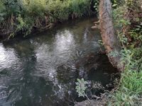 River Frome