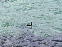 Friendly cormorant