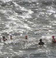 Photo 2 of Mental Health Swim/Flags Cafe