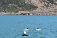 Akaroa harbour via Akaroa main wharf