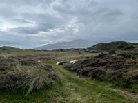 Cattle grazing in dunes