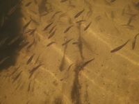 Photo 5 of Brandon Staunch Little Ouse