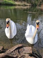 Photo 4 of Saxon Mill Guys Cliffe River Avon