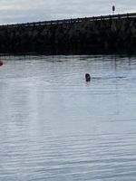 Photo 2 of Glimps Holm Beach