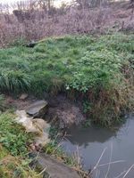 Photo 5 of Chimney Meadows Nature Reserve