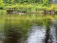 Photo 3 of River Greta, Keswick