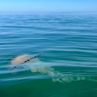 Photo 4 of Traeth Morfa Llanrhystud