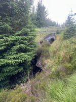 Photo 3 of Kielder Forest Drive