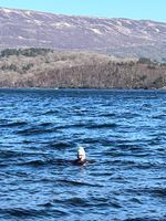 Photo 5 of Culag Beach, Loch Lomond
