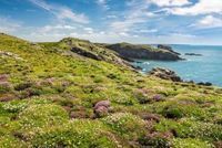 Photo 3 of Skomer Island Pembrokeshire