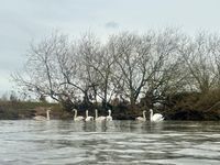 Photo 2 of Branston to Stapenhill swoosh