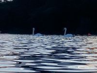 Photo 3 of Powell’s Beach